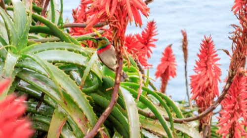 Aloe ferox: Το άγριο είδος αλόης με ισχυρό φυτοχημικό προφίλ