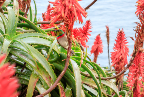 Aloe ferox: Το άγριο είδος αλόης με ισχυρό φυτοχημικό προφίλ