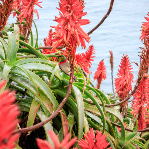 Aloe ferox: Το άγριο είδος αλόης με ισχυρό φυτοχημικό προφίλ