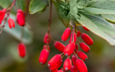 Βερβερίνη: Μια αρχαία ουσία στη «μάχη» του σύγχρονου μεταβολισμού