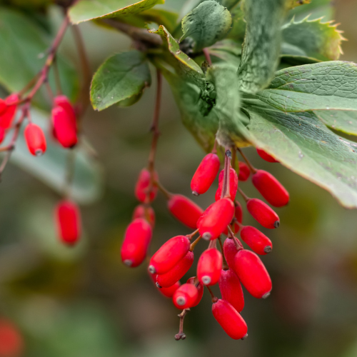Βερβερίνη: Μια αρχαία ουσία στη «μάχη» του σύγχρονου μεταβολισμού