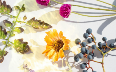 Βοτανικά Εκχυλίσματα: Η Δύναμη της Συνέργειας των Συστατικών