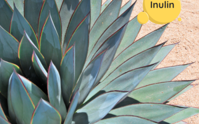 Ινουλίνη στην Διατροφή: Σύμμαχος για σταθερό ζάχαρο & υγιές έντερο