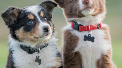 Puppy Therapy: Τι κάνουν τα κουτάβια στον εγκέφαλό σου