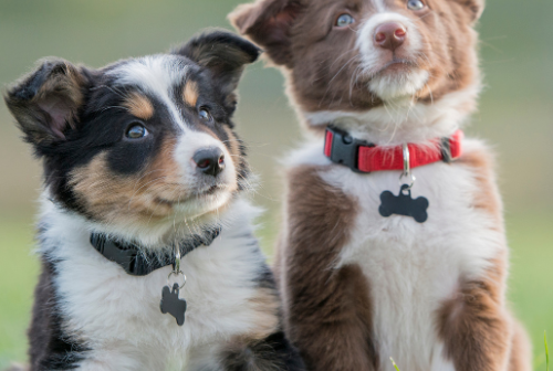 Puppy Therapy: Τι κάνουν τα κουτάβια στον εγκέφαλό σου
