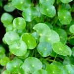 'EIE Centella' για Φλεβίτιδα & Κιρσούς (30ml) Adamah