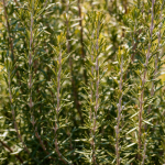 Δυναμωτικό Σαμπουάν κατά της Τριχόπτωσης (250ml) Bamboo Smiles