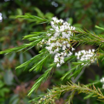 Εξισορροπιστικό Σαμπουάν κατά της Πιτυρίδας & Λιπαρότητας (250ml) Bamboo Smiles Εξισορροπιστικό Σαμπουάν κατά της Πιτυρίδας & Λιπαρότητας (250ml) Bamboo Smiles