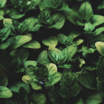 Pesto Βασιλικού από Κουκουνάρι (120γρ) Biona