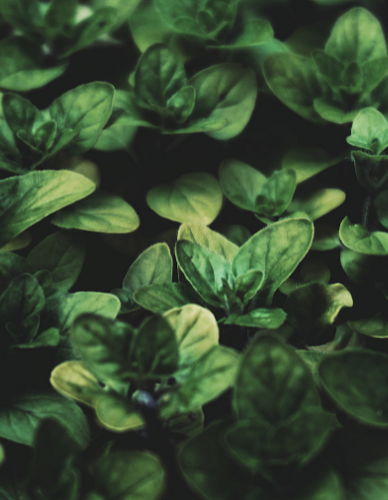 Pesto Βασιλικού από Κουκουνάρι (120γρ) Biona