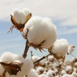 Σερβιέτες από Βιολογικό Βαμβάκι με Φτερά 'Regular' (14τμχ) Cottons Organic