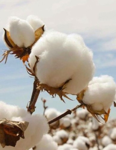 Ταμπόν από Φυσικό Βαμβάκι 'Regular' (16τμχ) Cottons