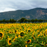 Ηλιέλαιο Ψυχρής Έκθλιψης (1lt) Clearspring