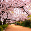 Πράσινο Τ΄σαι με Γιασεμί & Ροδάκινο 'Tokyo Gardens' (20 φκλ) Clipper