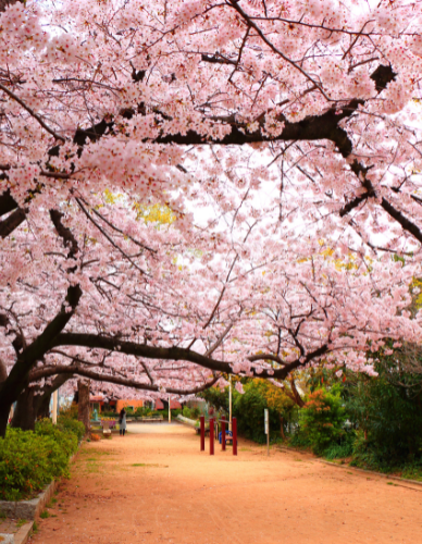 Πράσινο Τ΄σαι με Γιασεμί & Ροδάκινο 'Tokyo Gardens' (20 φκλ) Clipper