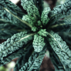 Kale (Λαχανίδα) σε Σκόνη (100γρ) Green Bay