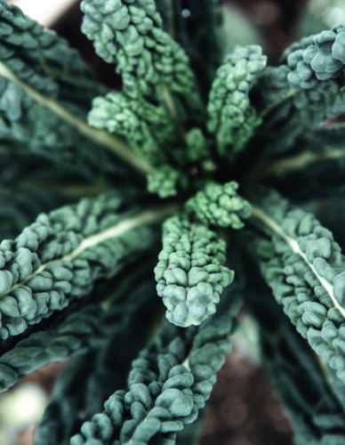 Kale (Λαχανίδα) σε Σκόνη (100γρ) Green Bay