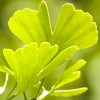 EIE Ginkgo Biloba για Μνήμη, Εμβοές (30ml) Adamah