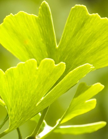 EIE Ginkgo Biloba για Μνήμη, Εμβοές (30ml) Adamah
