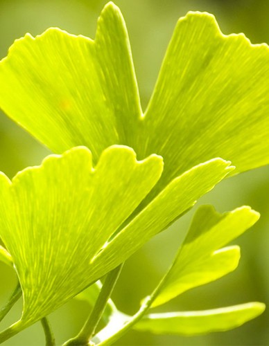 EIE Ginkgo Biloba για Μνήμη, Εμβοές (30ml) Adamah