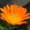 EIE Calendula για Δερματολογικές Παθήσεις (30ml) Adamah