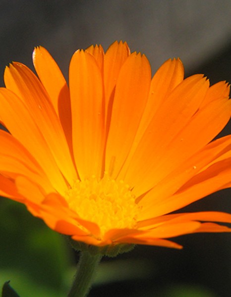 EIE Calendula για Δερματολογικές Παθήσεις (30ml) Adamah
