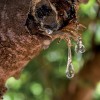 EIE Mastice Di Chios για Στομάχι, Γαστρεντερικό (30ml) Adamah