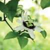 EIE Passiflora για ηρεμιστικές ιδιότητες (30ml) Adamah