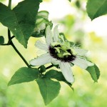 Φυτικό Εκχύλισμα Πασιφλόρα 'EIE Passiflora' για Τόνωση Νευρικού Συστήματος (30ml) Adamah