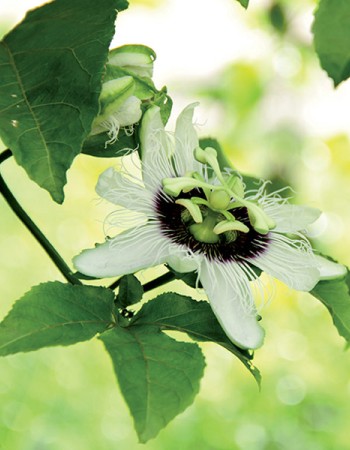 EIE Passiflora για ηρεμιστικές ιδιότητες (30ml) Adamah