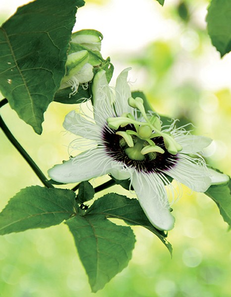EIE Passiflora για ηρεμιστικές ιδιότητες (30ml) Adamah