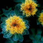 Φυτικό Εκχύλισμα Ροδιόλα 'EIE Rhodiola' για Κατάθλιψη, Φοβίες (30ml) Adamah