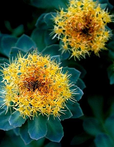 EIE Rhodiola για Κατάθλιψη, Φοβίες (30ml) Adamah
