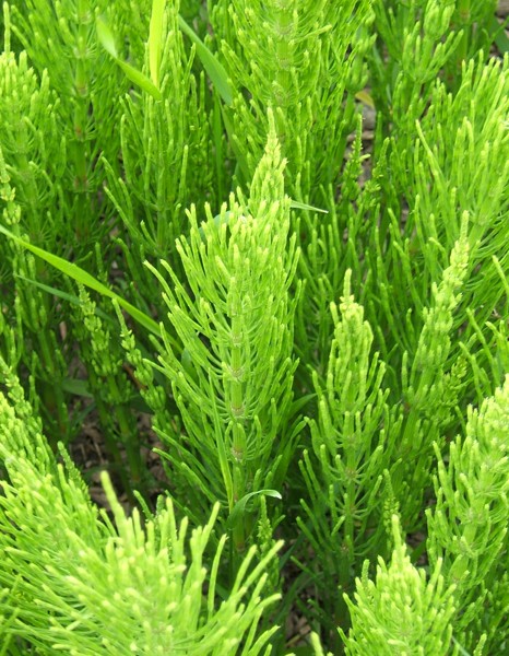 EIE Equiseto για Οστεοπόρωση, Οστεοπενία (30ml) Adamah