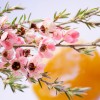Ωμό Μέλι Μανούκα MGO 100+ (250γρ) Nui Honey
