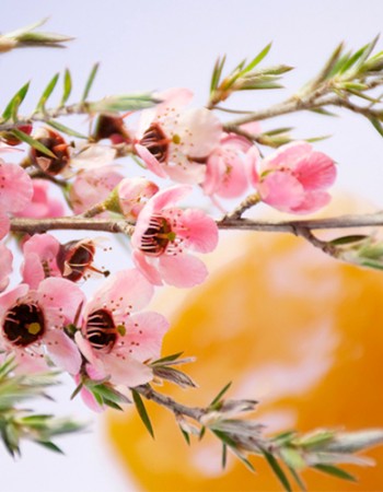Ωμό Μέλι Μανούκα MGO 100+ (250γρ) Nui Honey