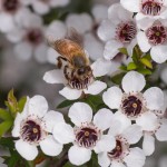 Παστίλιες Λαιμού με Μέλι Μανούκα MGO 500+ (16τμχ) Nui Honey