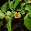 EIE Withania (Ashwagandha) για Φυσική Τόνωση Νέων (30ml) Adamah