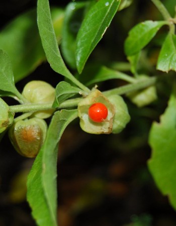 EIE Withania (Ashwagandha) για Φυσική Τόνωση Νέων (30ml) Adamah