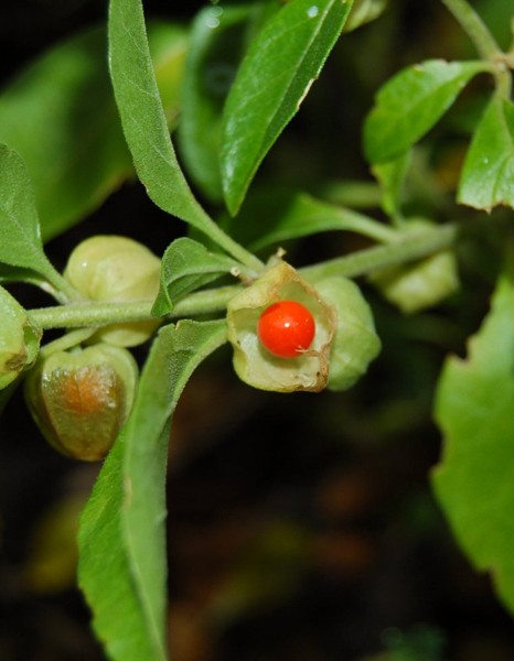 EIE Withania (Ashwagandha) για Φυσική Τόνωση Νέων (30ml) Adamah