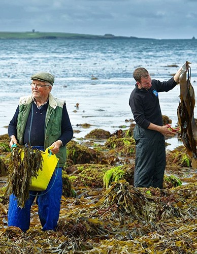 Φύκια Nori Σε Νιφάδες (40γρ) Wild Irish Seaweed