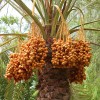 Χουρμάδες 'Deglet Nour' Χωρίς Κουκούτσι (500gr) Biosophy | ΛΗΞΗ: 08/26