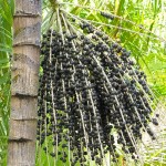 Ασαΐ Μπέρι (Acai Berry) σε Σκόνη (100γρ) Green Bay