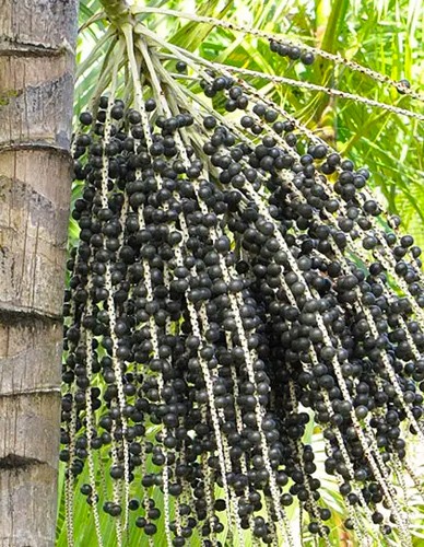 Ασαΐ Μπέρι (Acai Berry) σε Σκόνη (100γρ) Green Bay