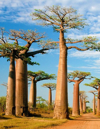 Baobab σε Σκόνη (90γρ) Green Bay