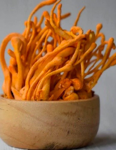 Εκχύλισμα Μανιταριού Cordyceps 8:1 σε Σκόνη με 30% Πολυσακχαρίτες (50γρ) Green Bay