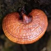 Μανιτάρι Reishi (Γανόδερμα) σε Σκόνη (100γρ) Green Bay