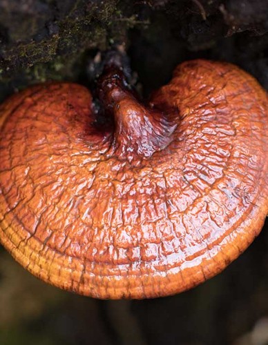 Μανιτάρι Reishi (Γανόδερμα) σε Σκόνη (100γρ) Green Bay
