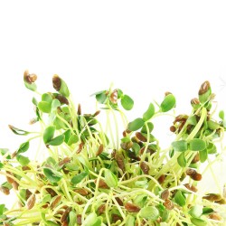 Σπόροι Λιναριού (Λιναρόσπορος) για Φύτρα (250γρ) Βiosophy