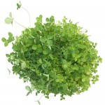 Σπόροι Τριφυλλιού (Trifolium Spp) για Φύτρα (200γρ) Βiosophy